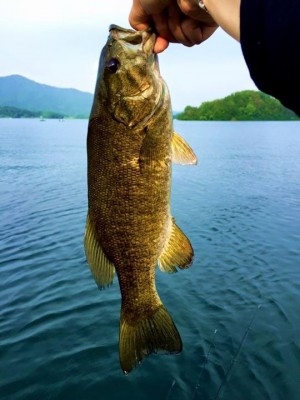 hideup 讓ｪ螻ｱ逶ｴ莠ｺ 繝悶Ο繧ｰ蜀咏悄 2015/06/15