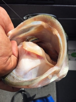 hideup 横山直人 ブログ写真 2015/08/23