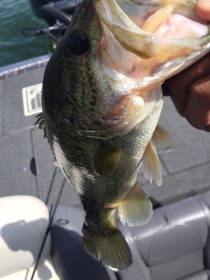hideup 横山直人 ブログ写真 2015/04/18