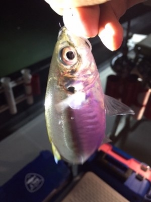 hideup 横山直人 ブログ写真 2015/10/18