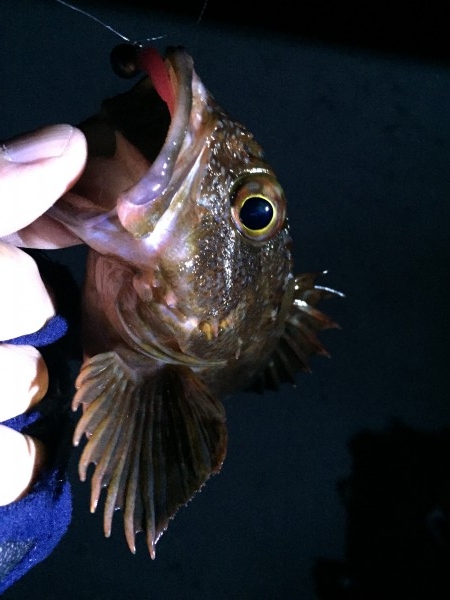 hideup 讓ｪ螻ｱ逶ｴ莠ｺ 繝悶Ο繧ｰ蜀咏悄 2016/01/11