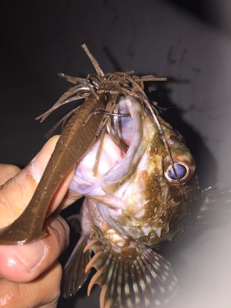 hideup 讓ｪ螻ｱ逶ｴ莠ｺ 繝悶Ο繧ｰ蜀咏悄 2016/01/11