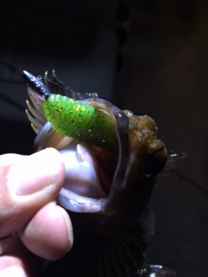 hideup 横山直人 ブログ写真 2015/01/26