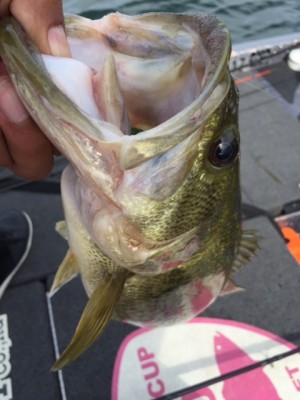 hideup 讓ｪ螻ｱ逶ｴ莠ｺ 繝悶Ο繧ｰ蜀咏悄 2015/05/06