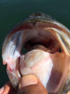 hideup 讓ｪ螻ｱ逶ｴ莠ｺ 繝悶Ο繧ｰ蜀咏悄 2014/10/18