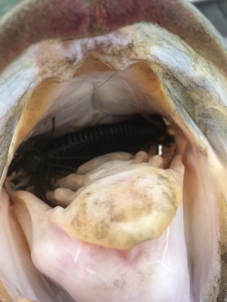 hideup 横山直人 ブログ写真 2017/07/02