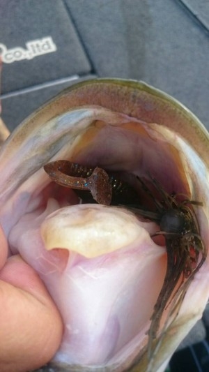 hideup 横山直人 ブログ写真 2015/07/20