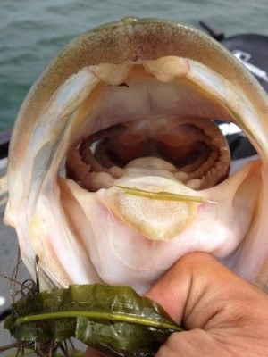 hideup 横山直人 ブログ写真 2014/07/01