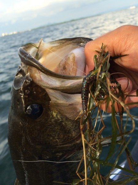 hideup 讓ｪ螻ｱ逶ｴ莠ｺ 繝悶Ο繧ｰ蜀咏悄 2015/08/12