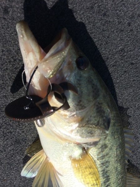 hideup 讓ｪ螻ｱ逶ｴ莠ｺ 繝悶Ο繧ｰ蜀咏悄 2014/08/20