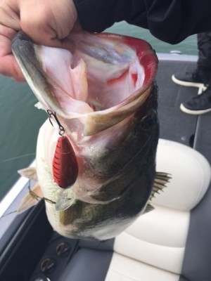 hideup 讓ｪ螻ｱ逶ｴ莠ｺ 繝悶Ο繧ｰ蜀咏悄 2015/03/08