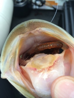 hideup 横山直人 ブログ写真 2015/07/22