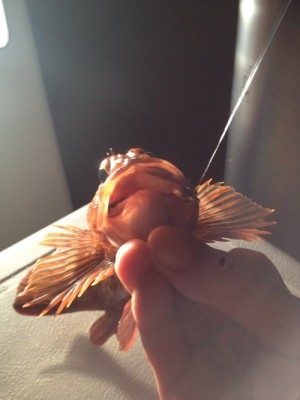 hideup 横山直人 ブログ写真 2015/01/14