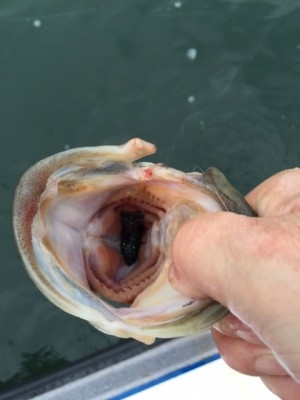 hideup 横山直人 ブログ写真 2015/04/19