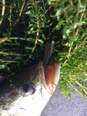 hideup 横山直人 ブログ写真 2015/07/21