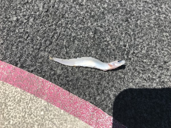 hideup 横山直人 ブログ写真 2017/05/06