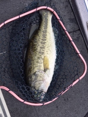 hideup 横山直人 ブログ写真 2015/05/04