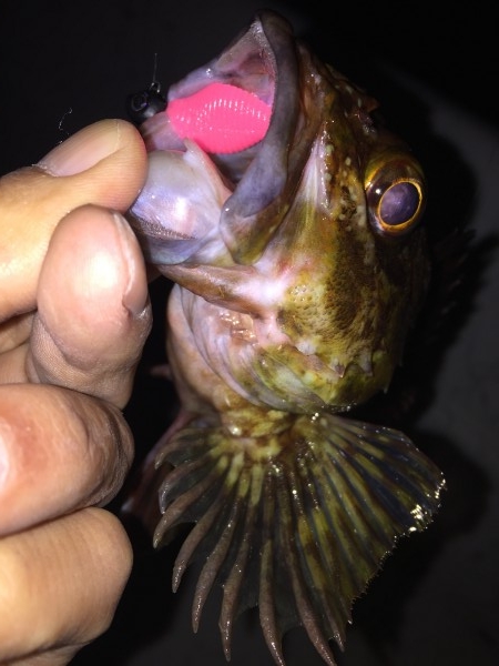 hideup 讓ｪ螻ｱ逶ｴ莠ｺ 繝悶Ο繧ｰ蜀咏悄 2016/01/11