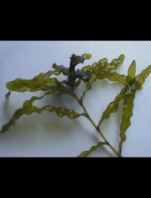 hideup 讓ｪ螻ｱ逶ｴ莠ｺ 繝悶Ο繧ｰ蜀咏悄 2014/05/07