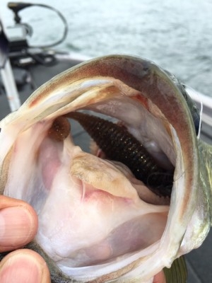 hideup 讓ｪ螻ｱ逶ｴ莠ｺ 繝悶Ο繧ｰ蜀咏悄 2016/07/09