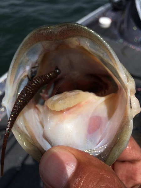 hideup 讓ｪ螻ｱ逶ｴ莠ｺ 繝悶Ο繧ｰ蜀咏悄 2014/05/04