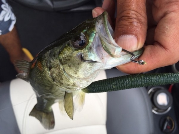 hideup 横山直人 ブログ写真 2015/07/04