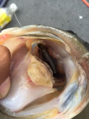 hideup 横山直人 ブログ写真 2015/05/04