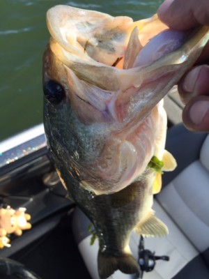 hideup 横山直人 ブログ写真 2015/06/07