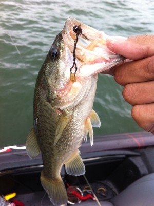 hideup 横山直人 ブログ写真 2015/06/09