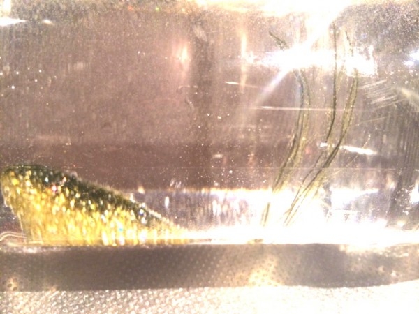 hideup 讓ｪ螻ｱ逶ｴ莠ｺ 繝悶Ο繧ｰ蜀咏悄 2014/02/20