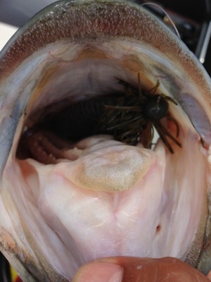 hideup 横山直人 ブログ写真 2013/07/07