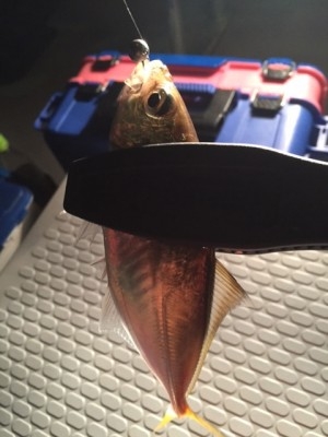 hideup 横山直人 ブログ写真 2015/10/18