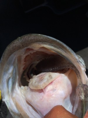 hideup 横山直人 ブログ写真 2014/06/01