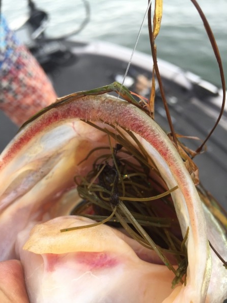 hideup 讓ｪ螻ｱ逶ｴ莠ｺ 繝悶Ο繧ｰ蜀咏悄 2016/07/17