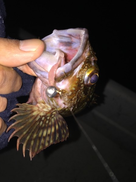 hideup 讓ｪ螻ｱ逶ｴ莠ｺ 繝悶Ο繧ｰ蜀咏悄 2016/01/11