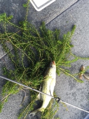 hideup 横山直人 ブログ写真 2015/07/20