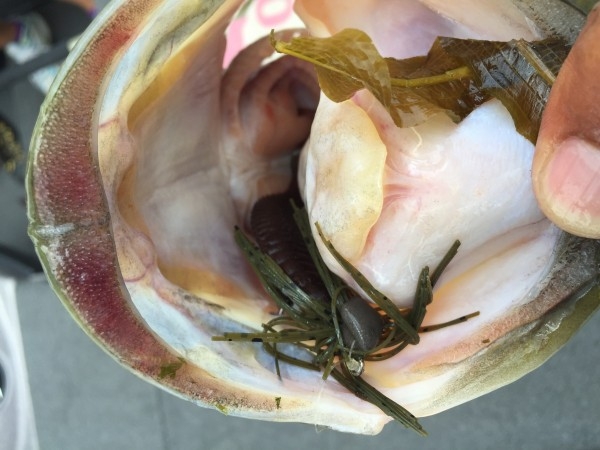 hideup 讓ｪ螻ｱ逶ｴ莠ｺ 繝悶Ο繧ｰ蜀咏悄 2016/08/17