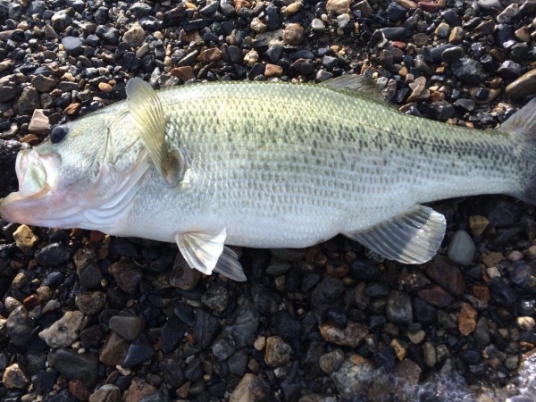 hideup 讓ｪ螻ｱ逶ｴ莠ｺ 繝悶Ο繧ｰ蜀咏悄 2014/09/18