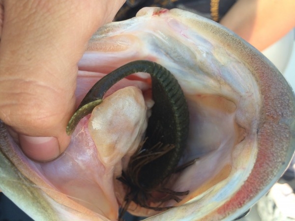 hideup 讓ｪ螻ｱ逶ｴ莠ｺ 繝悶Ο繧ｰ蜀咏悄 2016/07/07