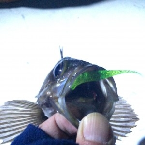 hideup 横山直人 ブログ写真 2014/12/02