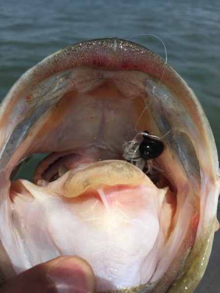 hideup 讓ｪ螻ｱ逶ｴ莠ｺ 繝悶Ο繧ｰ蜀咏悄 2016/04/12