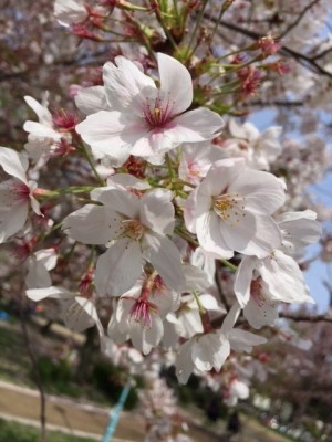 hideup 横山直人 ブログ写真 2015/04/12
