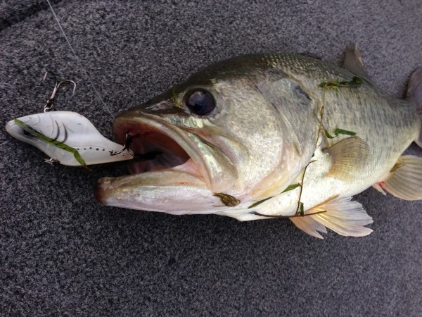 hideup 横山直人 ブログ写真 2014/10/09
