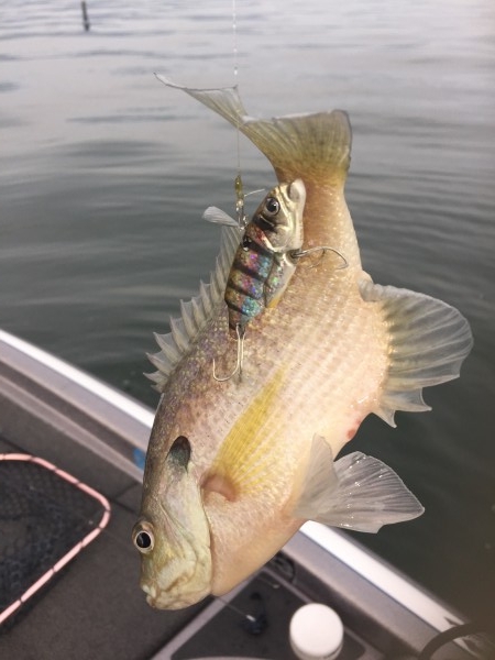 hideup 讓ｪ螻ｱ逶ｴ莠ｺ 繝悶Ο繧ｰ蜀咏悄 2016/01/19