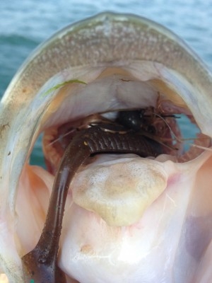 hideup 横山直人 ブログ写真 2014/07/02