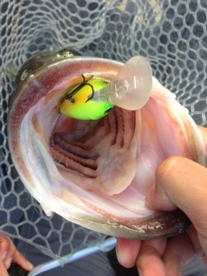 hideup 讓ｪ螻ｱ逶ｴ莠ｺ 繝悶Ο繧ｰ蜀咏悄 2014/10/03