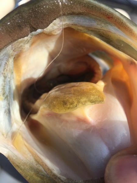 hideup 讓ｪ螻ｱ逶ｴ莠ｺ 繝悶Ο繧ｰ蜀咏悄 2016/05/15