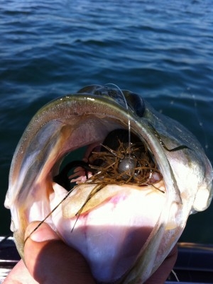 hideup 横山直人 ブログ写真 2015/05/12