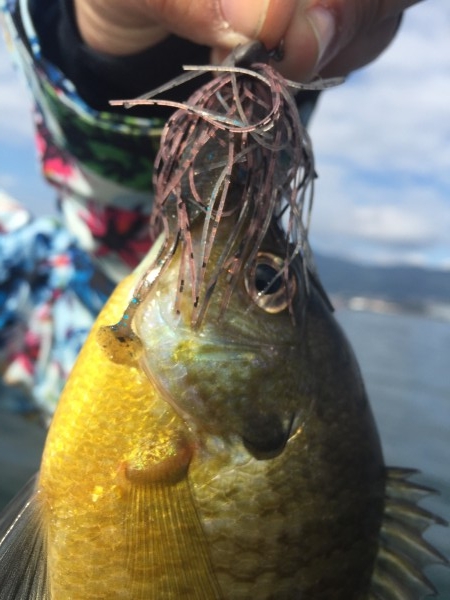 hideup 讓ｪ螻ｱ逶ｴ莠ｺ 繝悶Ο繧ｰ蜀咏悄 2016/04/02