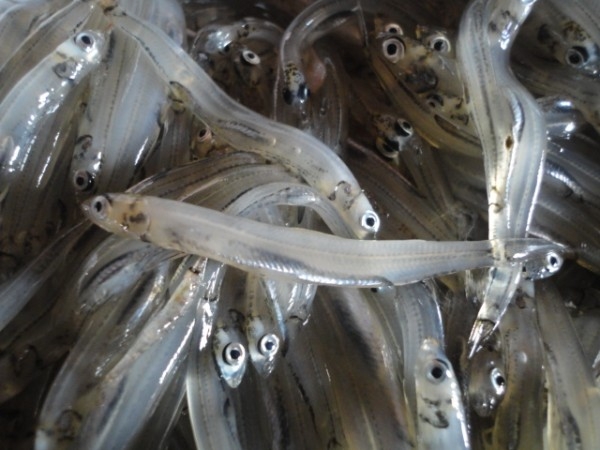 hideup 讓ｪ螻ｱ逶ｴ莠ｺ 繝悶Ο繧ｰ蜀咏悄 2014/12/08